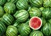 Watermelons Thumbnail