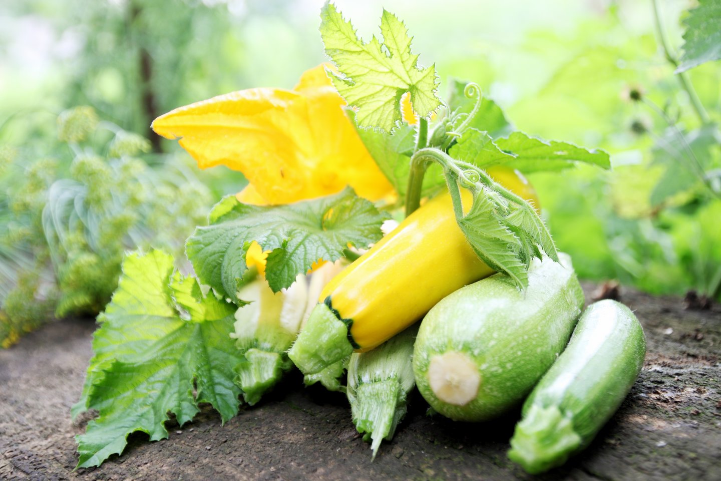 Growing Zucchini In Victoria