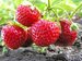 Strawberries Thumbnail