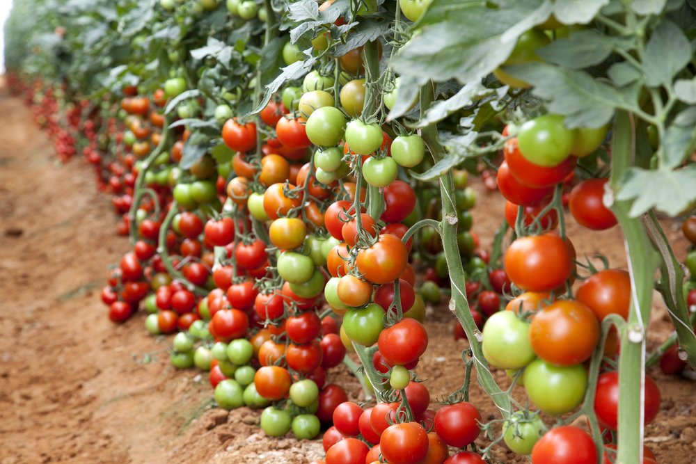 Growing Tomatoes in Western Australia