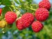 Raspberries Thumbnail