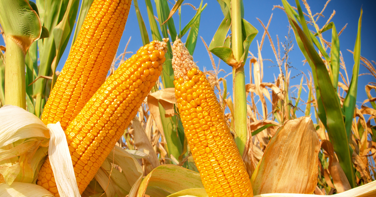 Growing Corn In South Australia