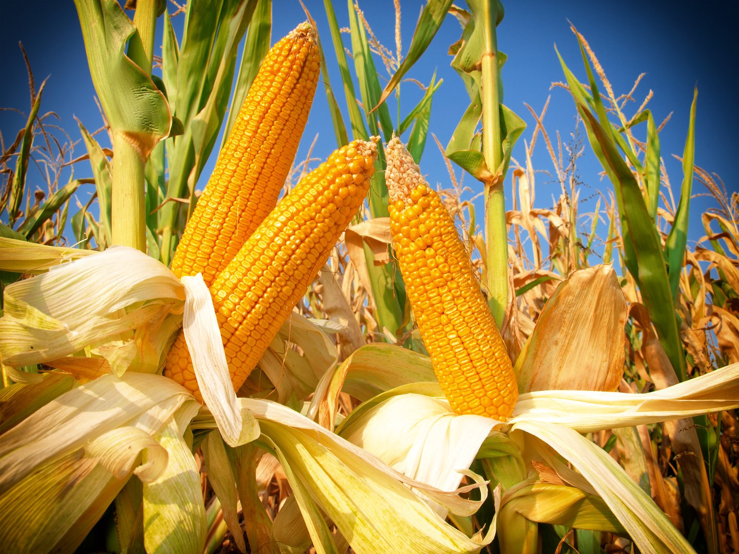 tyfon at tilbagetrække ledsage Growing Corn in Western Australia