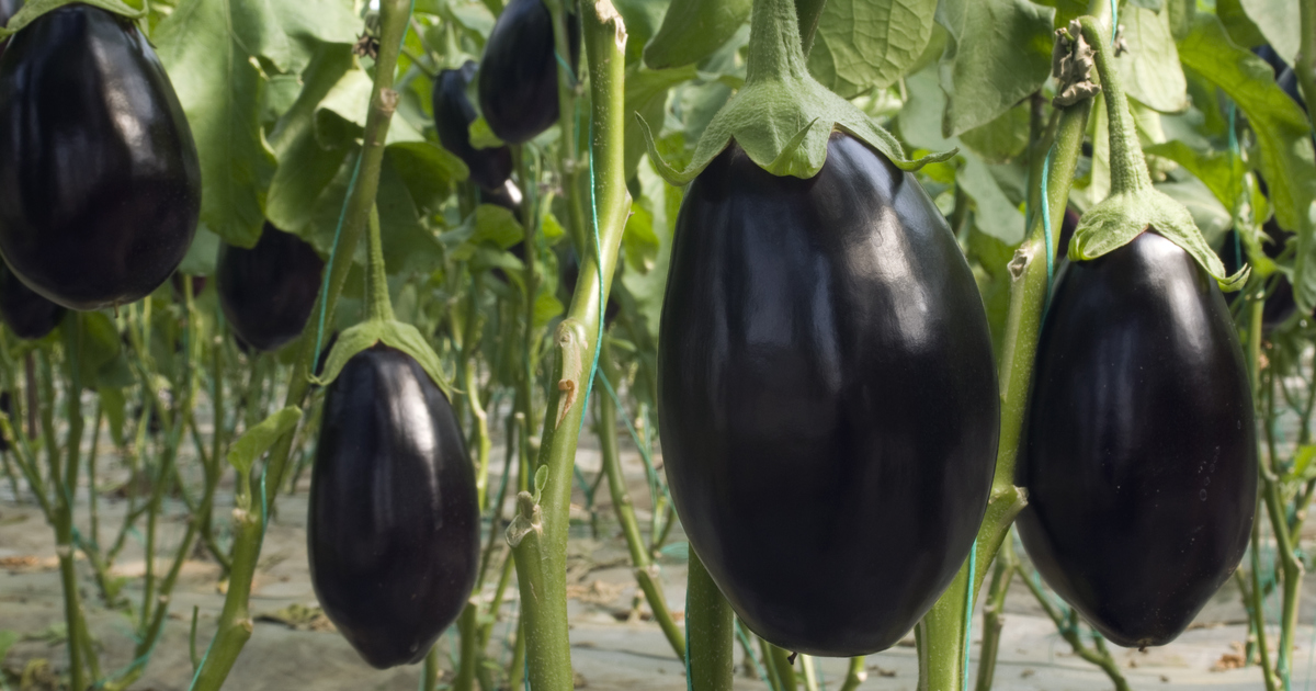 Growing Eggplant in South Australia