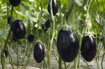 Growing Eggplant Western Australia